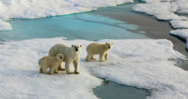 Thank President Obama for protecting the Arctic!