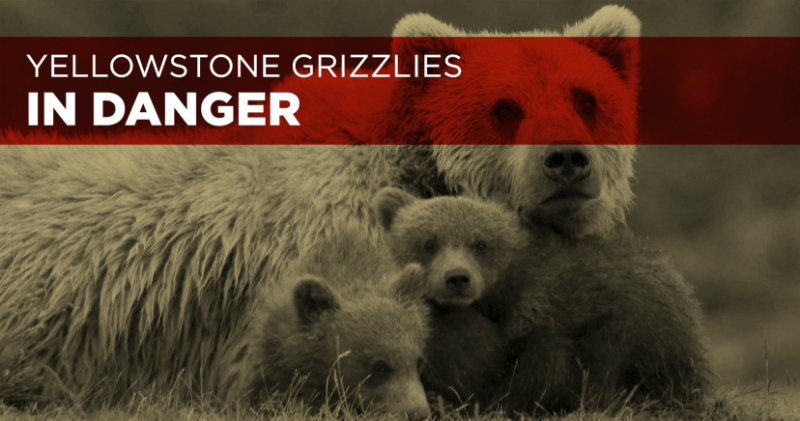 Greater Yellowstone Grizzlies